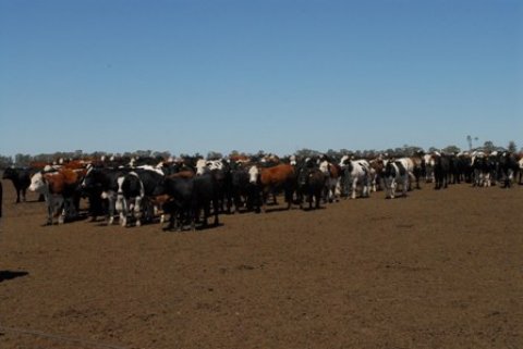 FINALIZO EL CICLO DE JORNADAS A CAMPO DEL IPCVA EN AMERICA