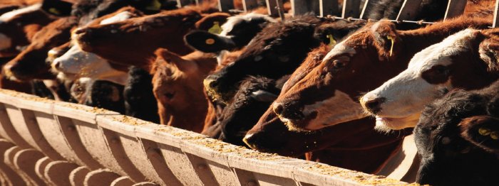 El confort del feedlot y su relación con  la eficiencia animal...