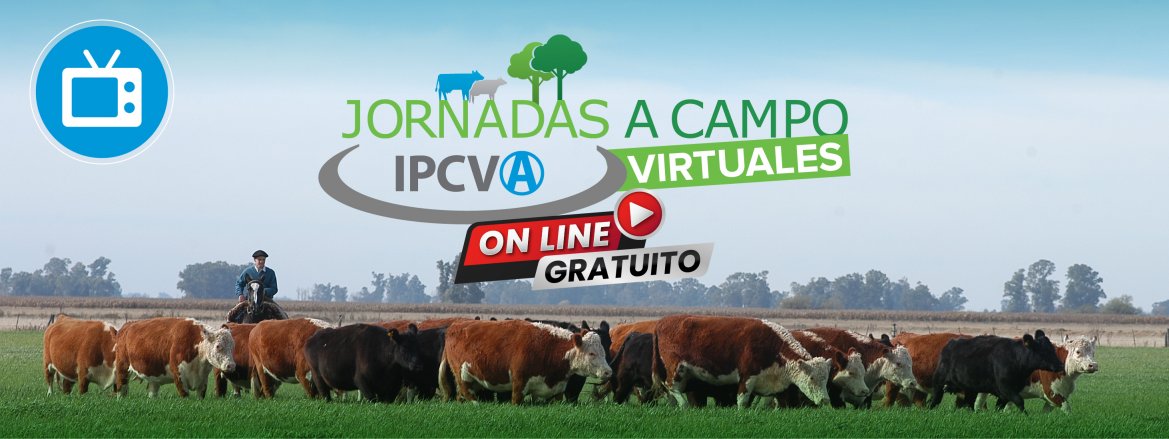 Reviva en video la jornada a campo virtual del IPCVA en Salta