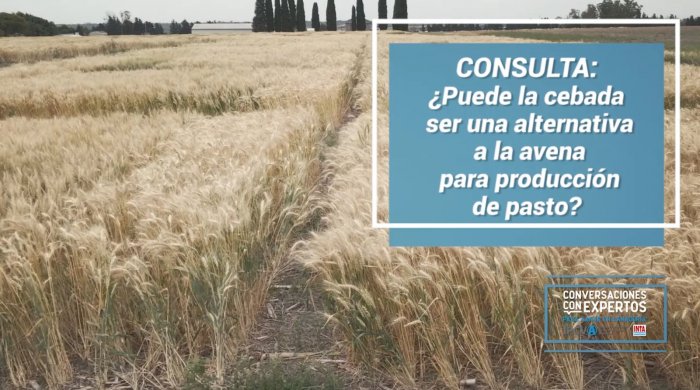 ¿Puede la cebada ser una alternativa a la avena para la produc...