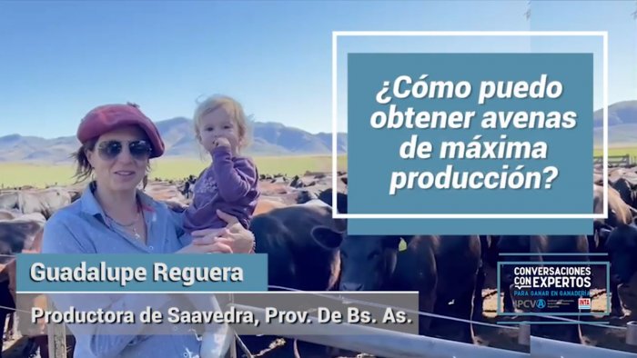 ¿Cómo obtener avenas de máxima producción?