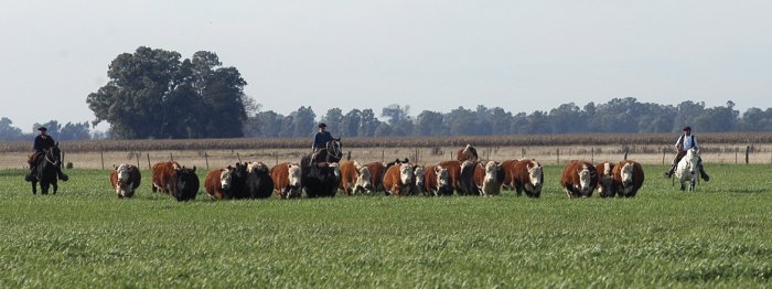 ¿Cómo producir carne vacuna de calidad y reducir las emisione...