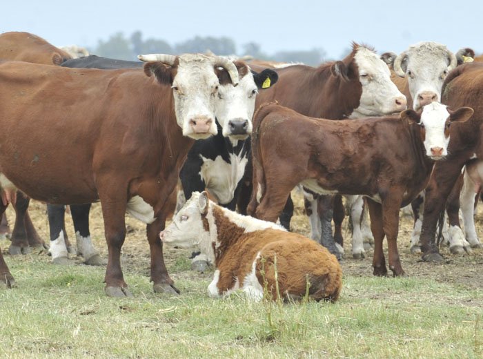 Jornada a campo en Villaguay: intensificación<br>para lograr m...