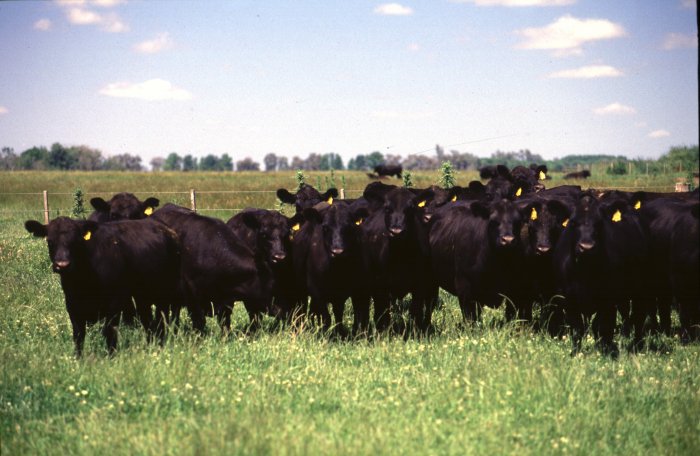 Tips para mitigar el estrés térmico en bovinos de carne