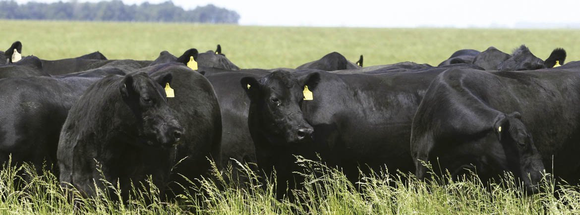 Tips para mitigar el estrés térmico en bovinos de carne