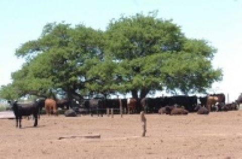 EL IPCVA CERRO EL PRIMER CICLO DE JORNADAS A CAMPO EN LA PAMPA